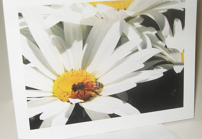 honey bee on Shasta daisy