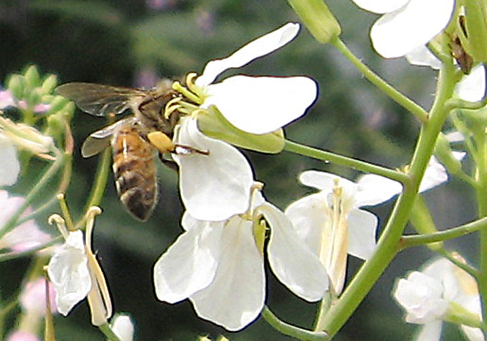 honey bee on radish flower