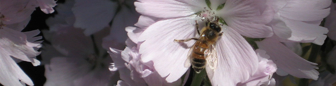 honey bee on hollyhock