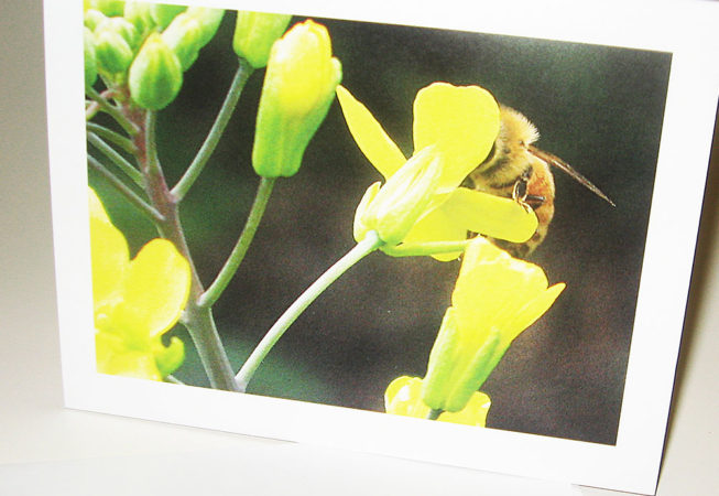 honey bee on kale notecard