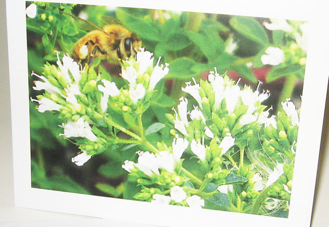 honey bee on thyme notecard