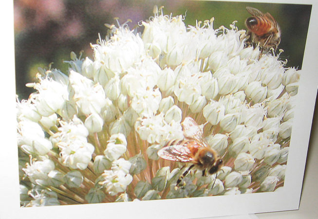 honey bee on leek notecard