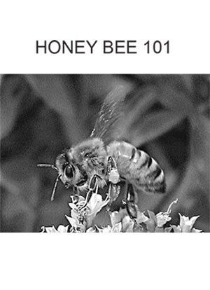 link to honey-maker chapter 1
