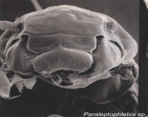 paraleptophlebia sp. head