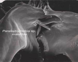 paraleptophlebia sp. mandible