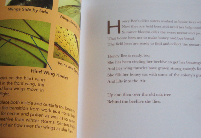 Inside Pages of Honey Bee: The Sun Being