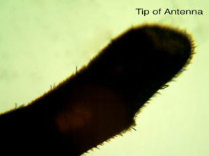 tip of honey bee antenna