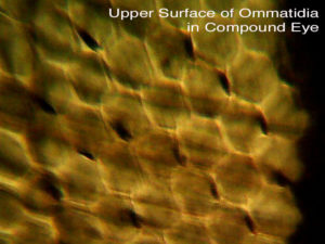 upper surface of honey bee ommatidia