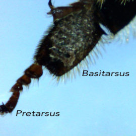 tarsus of the honey bee worker's leg