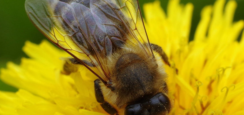Making Sense of the Honey Bee Antenna