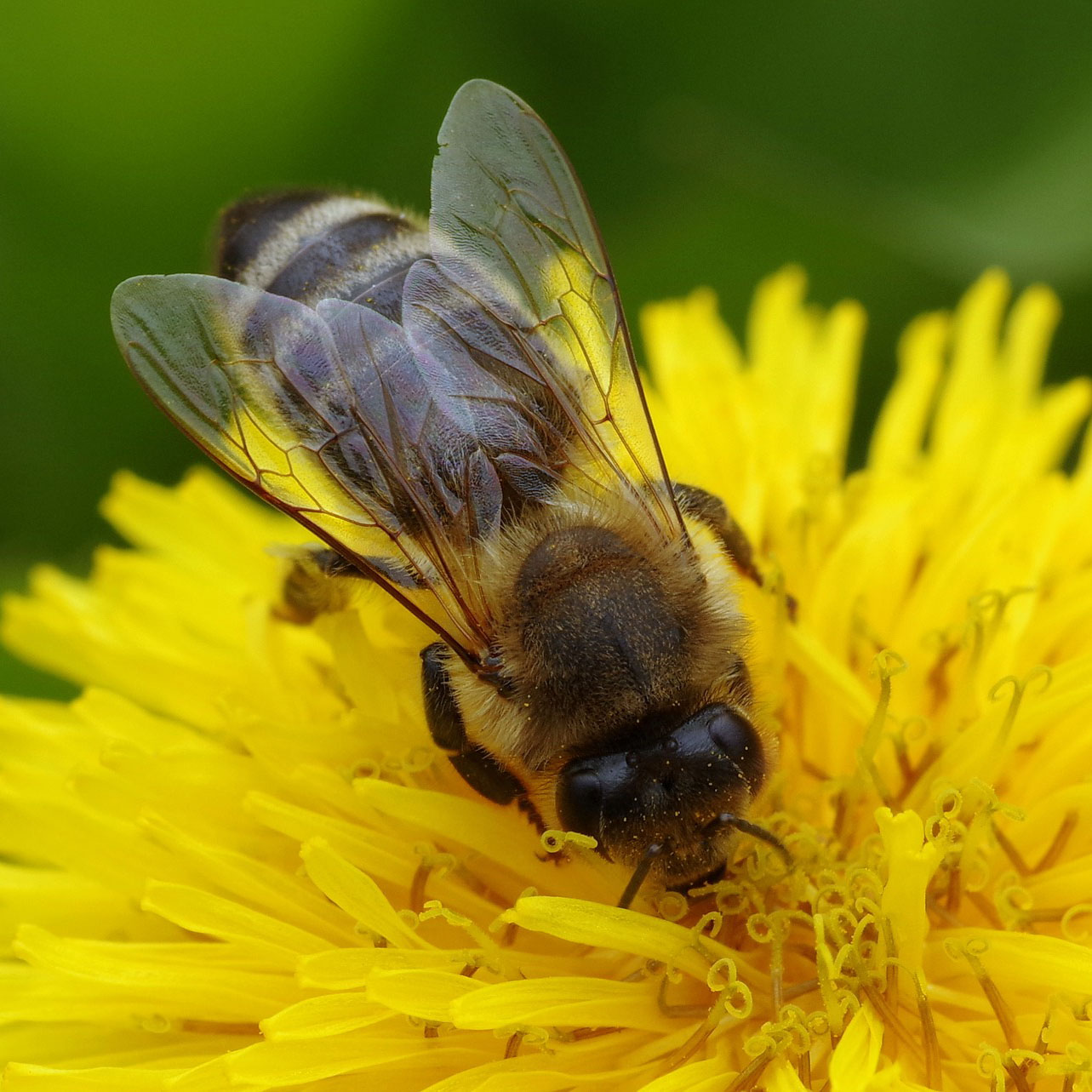 Making Sense of the Honey Bee Antenna 