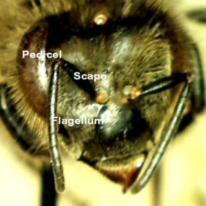 honey bee worker head showing antennae