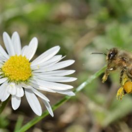 honey bee in flight to flower