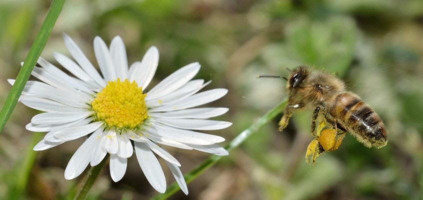 Apis mellifera mellifera—Honey Bee